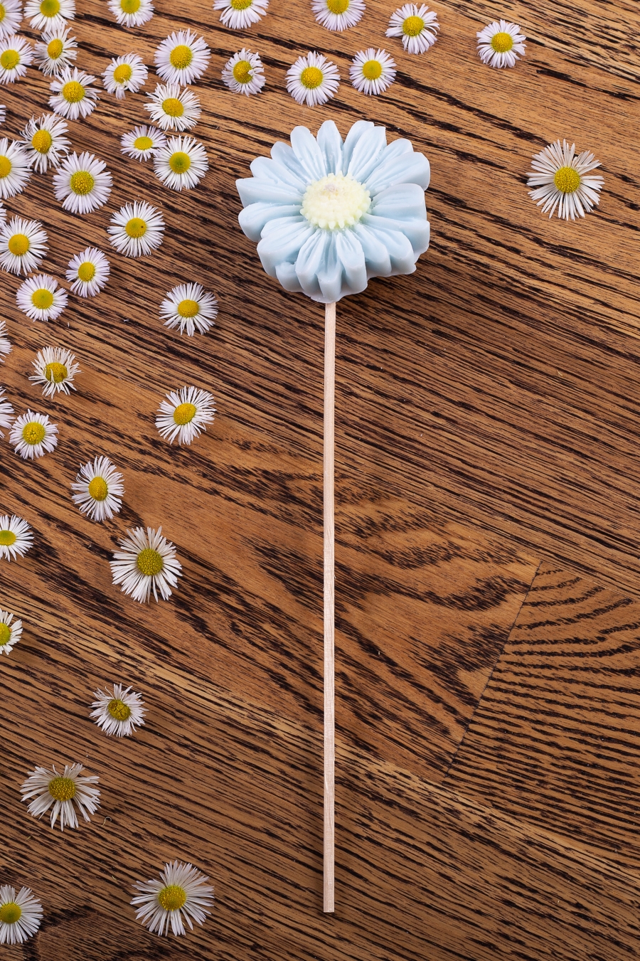 Stokrotka błękitna