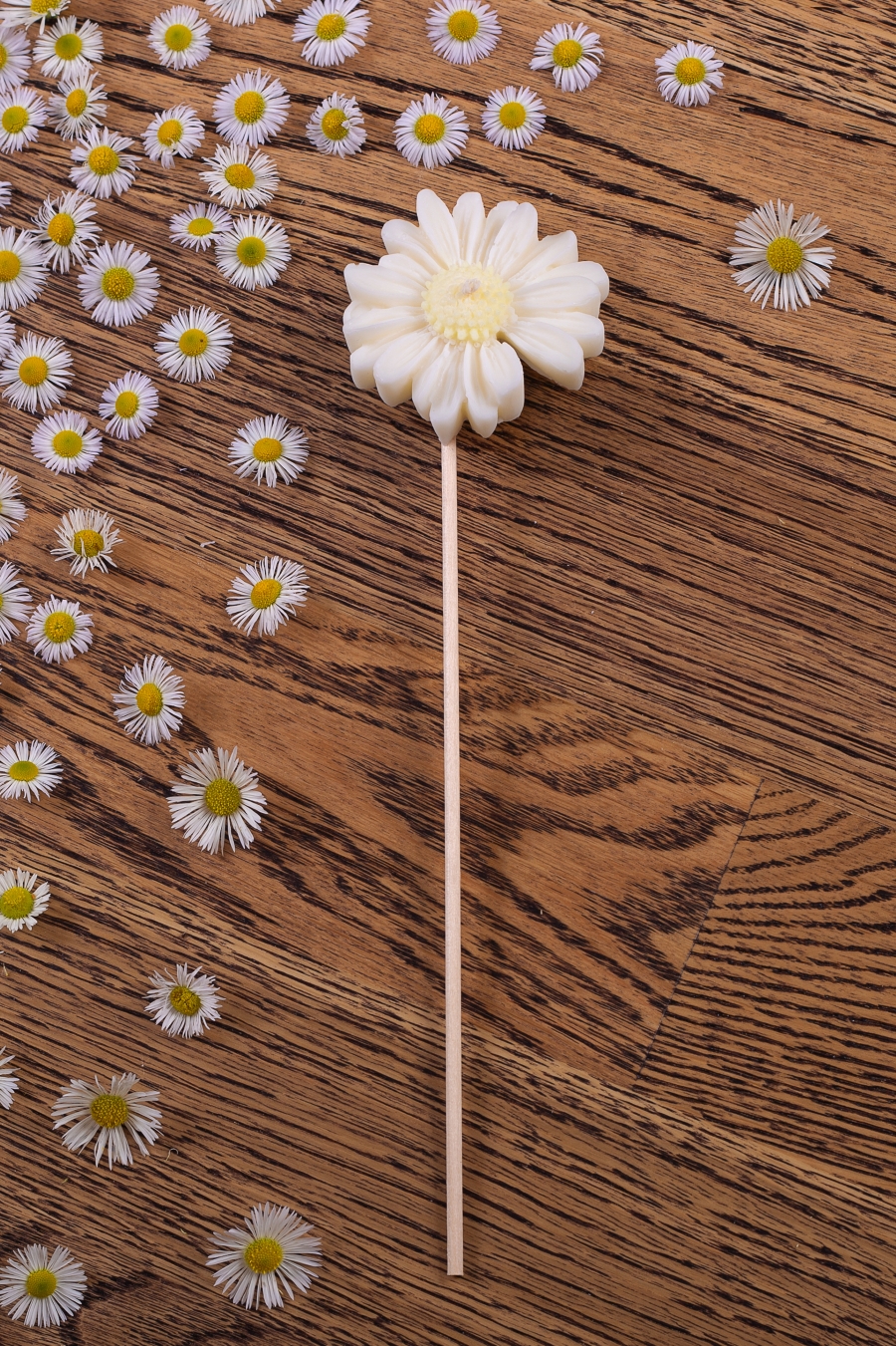 Stokrotka biala bez zdobienia