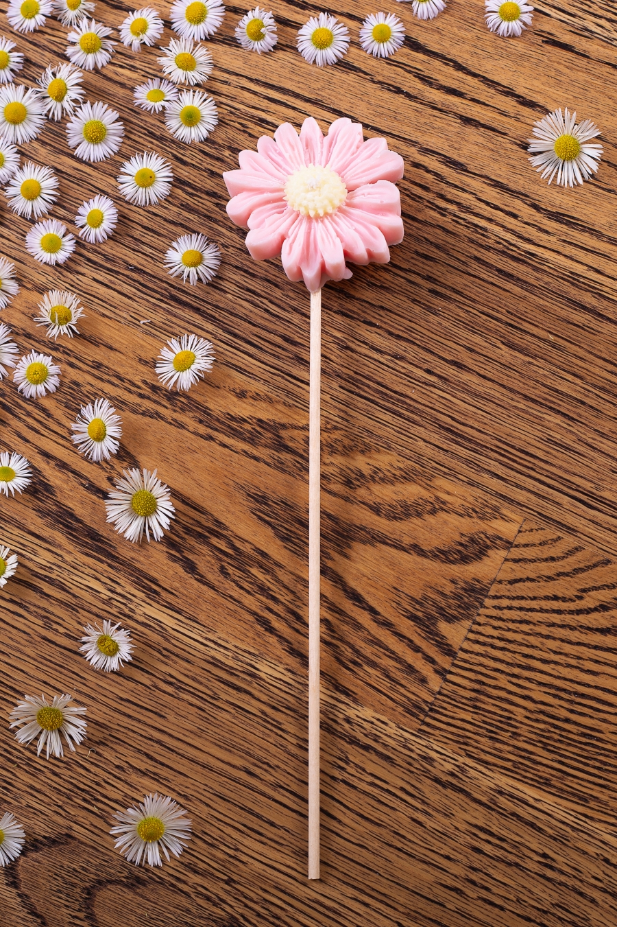 Stokrotka różowa w celofanie