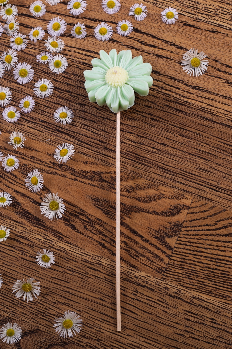 Stokrotka zielona bez zdobienia